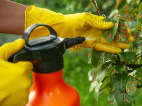 Fermentation for Biofungicides