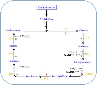 Amino acids production focusing on fermentation technologies.