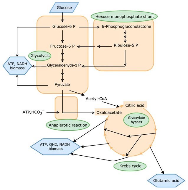 Biosynthesis of glutamic acid from glucose.