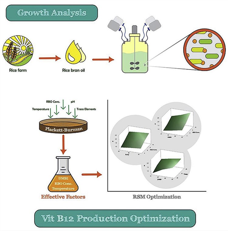 Vitamin B12 (cyanocobalamin) production using Propionibacterium freudenreichii PTCC1674.