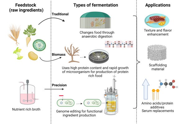 Cultured meat production fuelled by fermentation.