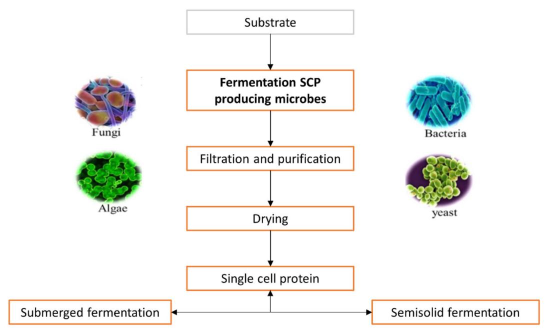 General steps during industrial production of single cell proteins.