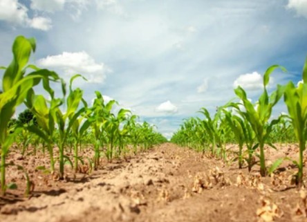 Fermentation in Agriculture