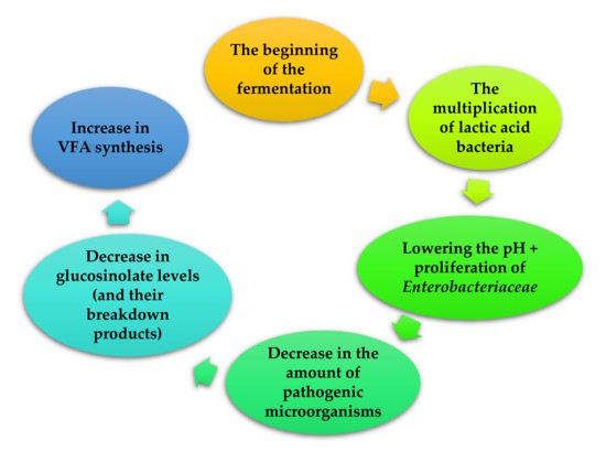 Simplified scheme of fermentation in the production of fermented feed additives.