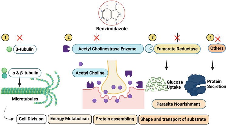 Illustration of four different mechanisms of action by anthelmintic agent against GI parasites.