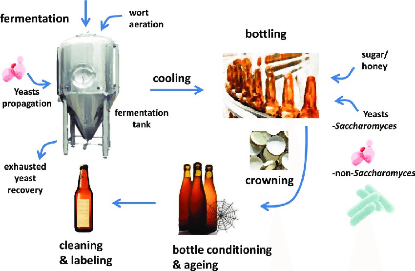 Fermentation and bottle fermentation.