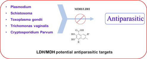 Potential antiparasitic targets.