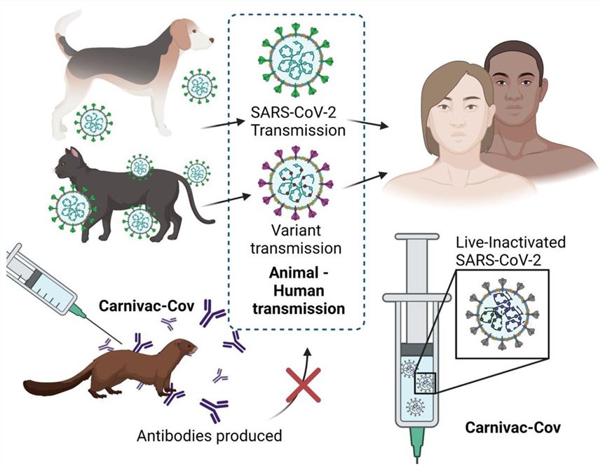 Schematic illustration of the live-inactivated SARS-CoV-2 vaccine.