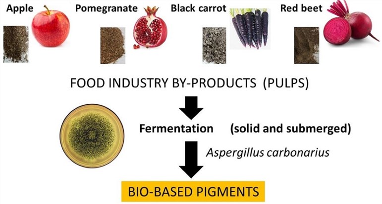 Production of bio-based pigments from food processing industry by-products.