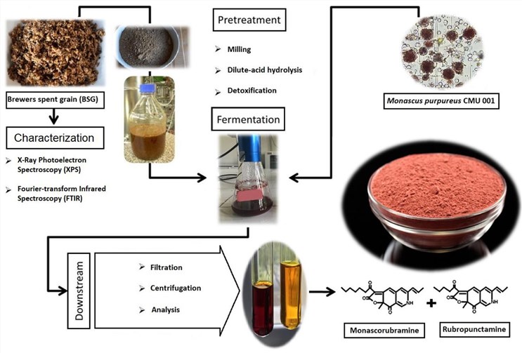 Natural Red Pigment Production in Submerged Fermentation Systems.