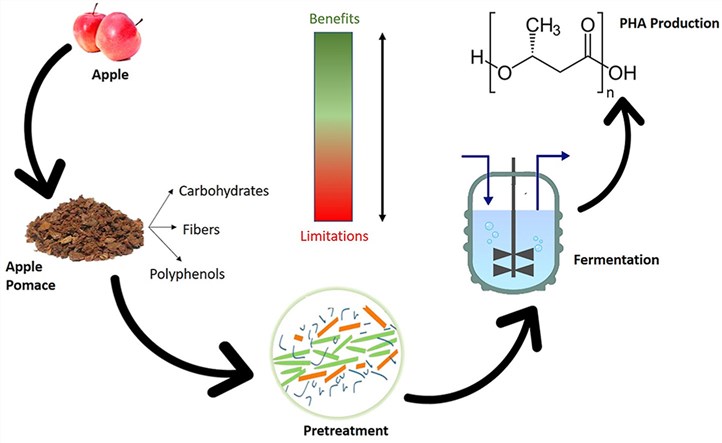 Biopolymer poly-hydroxyalkanoates (PHA) production from apple industrial waste residues.