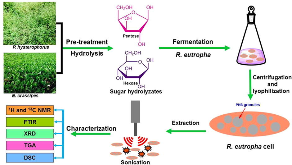 Microbial production, ultrasound-assisted extraction and characterization of biopolymer polyhydroxybutyrate (PHB).