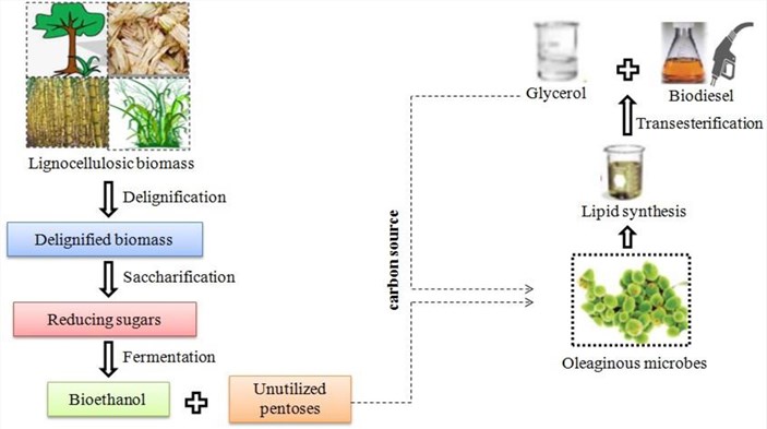 Schematic diagram of lipid biosynthesis from lignocellulosic biomass using oleaginous microorganisms.