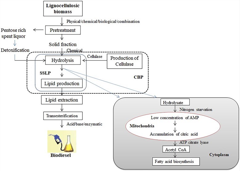 Schematic diagram of lipid biosynthesis from lignocellulosic biomass using oleaginous microorganisms.