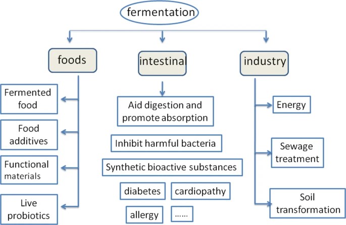 The relationship between fermentation and human life.