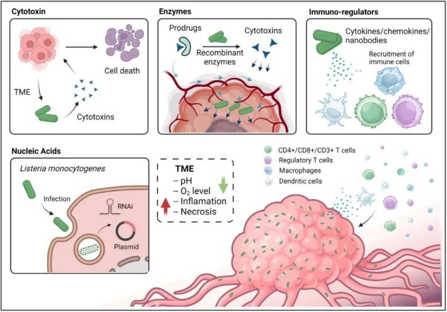 Anti-tumor delivery system based on live bacteria