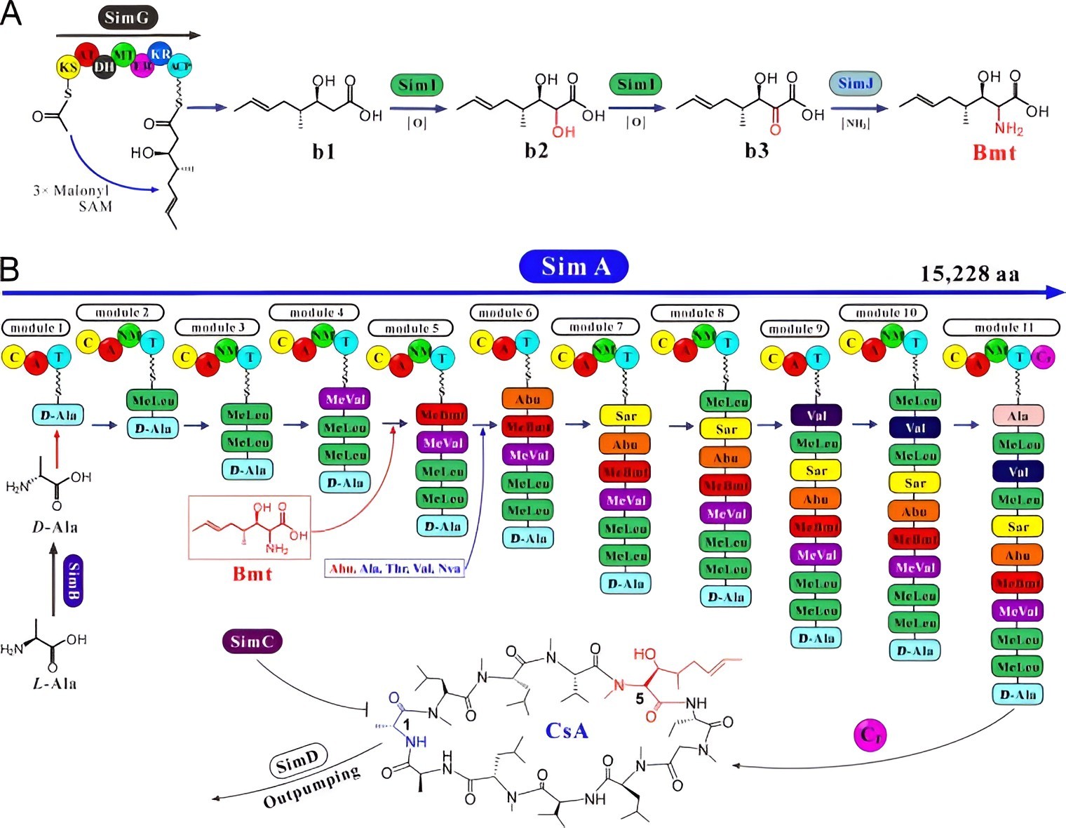 Synthesis mechanism and biological function of Cyclosporin