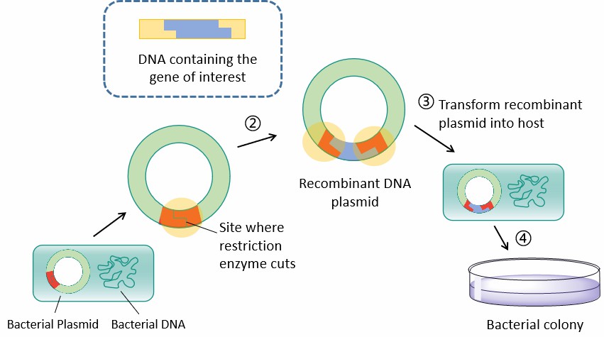 Fermenation for Recombinant Proteins