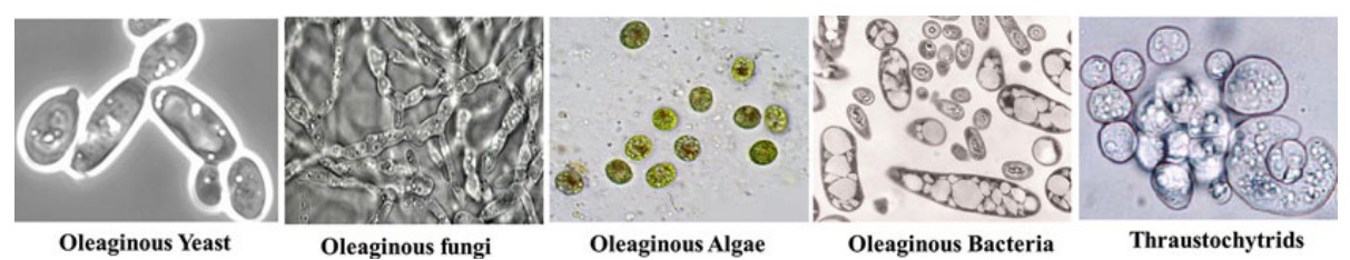 Different types of oleaginous organisms