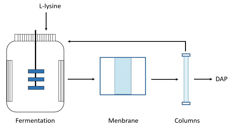 Fermentation for Nylon