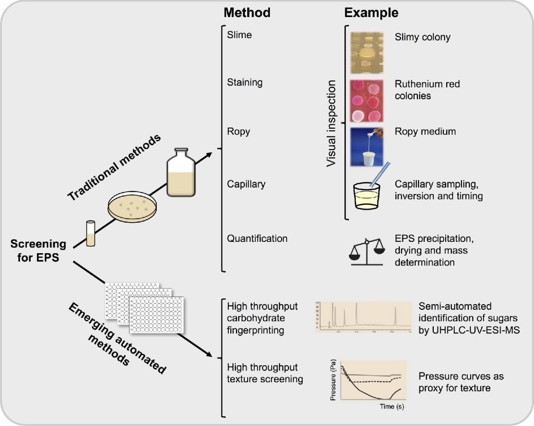 Extracellular polysaccharides screening