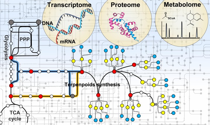 Terpenoid biosynthesis