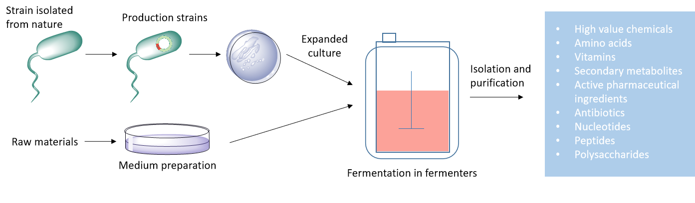 Fermentation in Pharmaceuticals