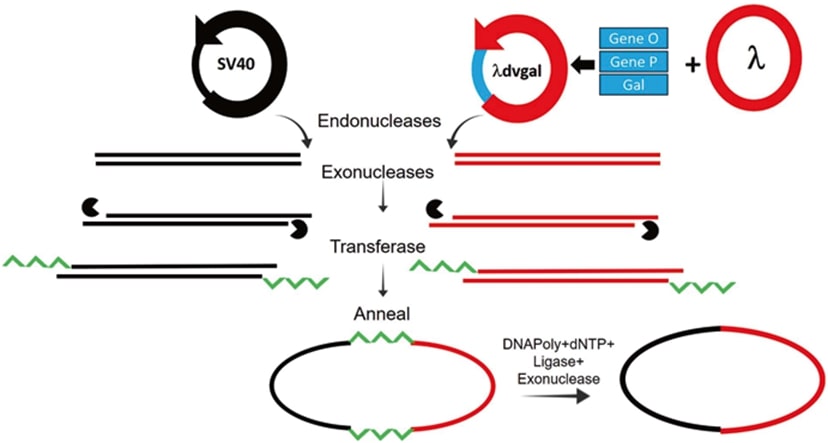 AThe strategy used to make the first rDNA molecule