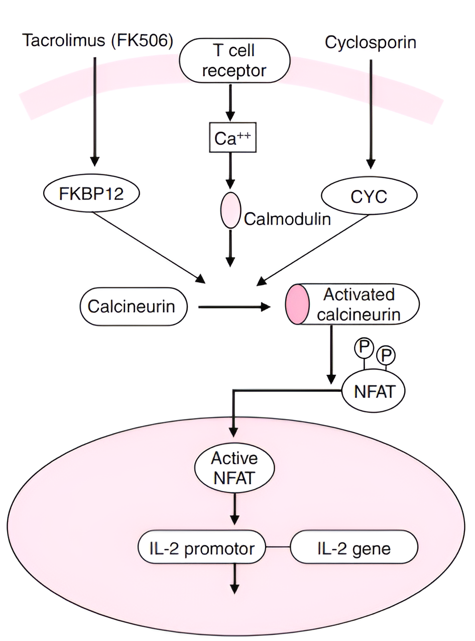 Immunophilin-mediated inhibition of T cell activation