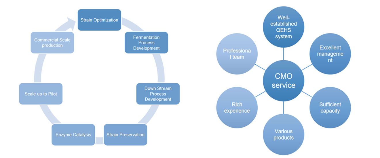 Fermentation CDMO Service
