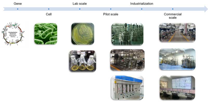 Fermentation CDMO Service