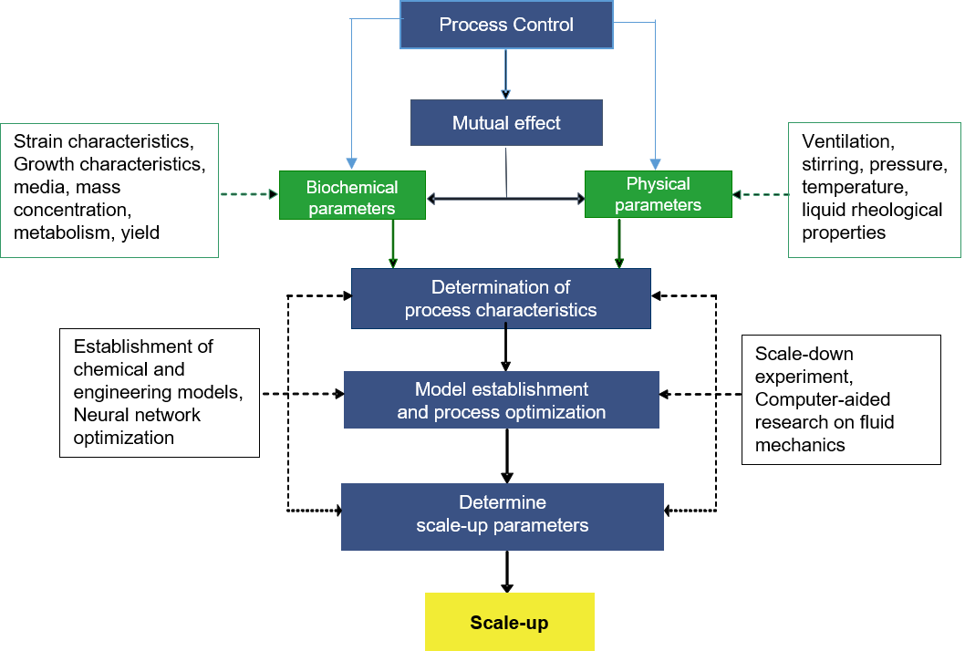  Multi-scale optimization of fermentation process