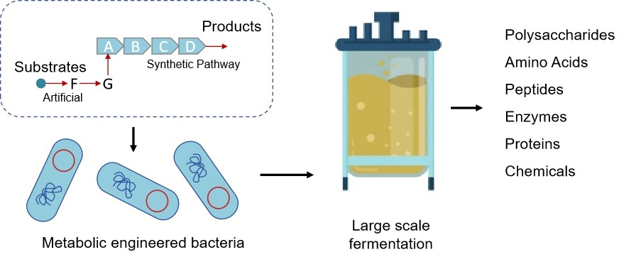 Microbial Metabolic Engineering